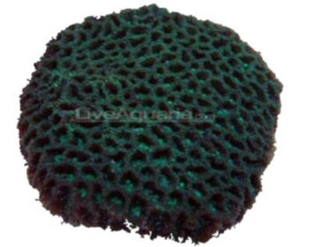 Corail segmenté sur fond transparent